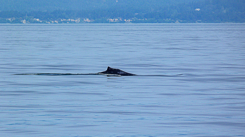 Canada Colombie britannique orca spirit baleine