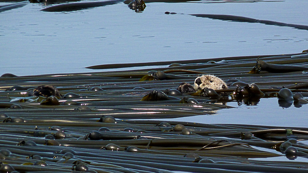 Canada Colombie britannique orca spirit loutre