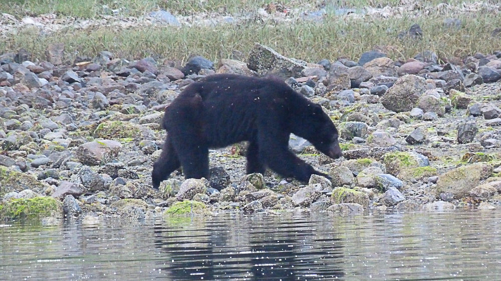 Canada Colombie britannique tofino ours