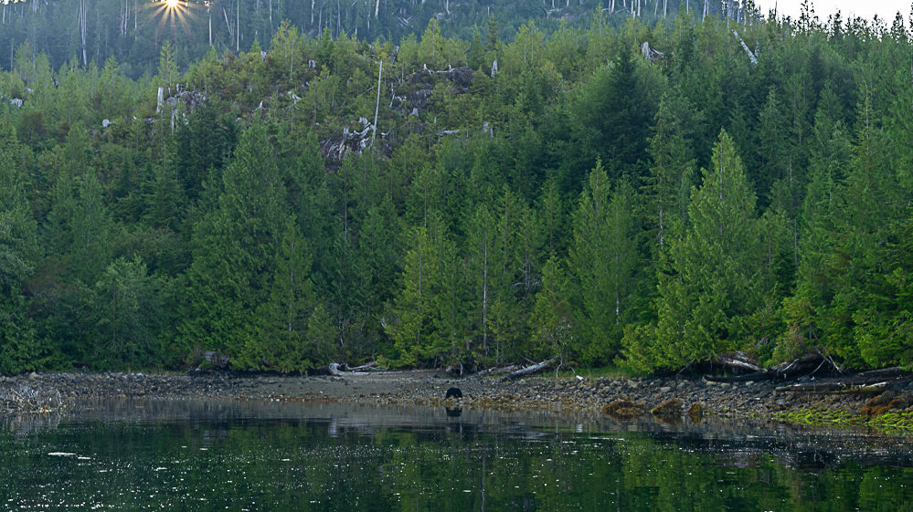 Canada Colombie britannique tofino ours noir