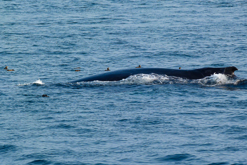 Telegraph Cove baleine a bosse