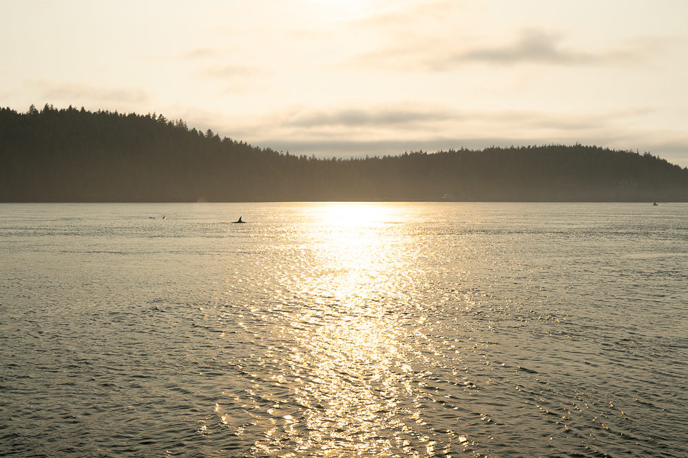 Telegraph Cove orque sunset