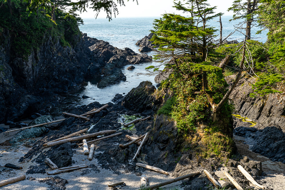 Ucluelet pacific wild trail arbres morts