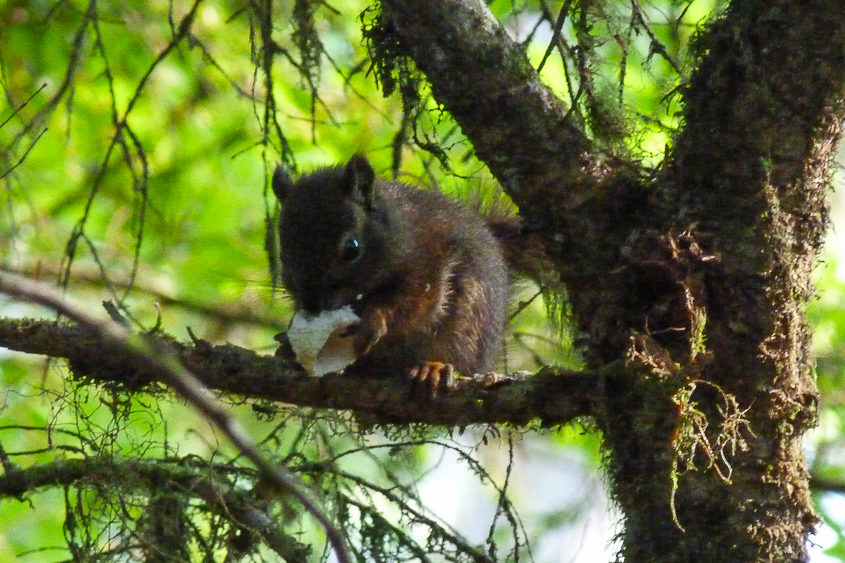 Ucluelet pacific wild trail ecureuil