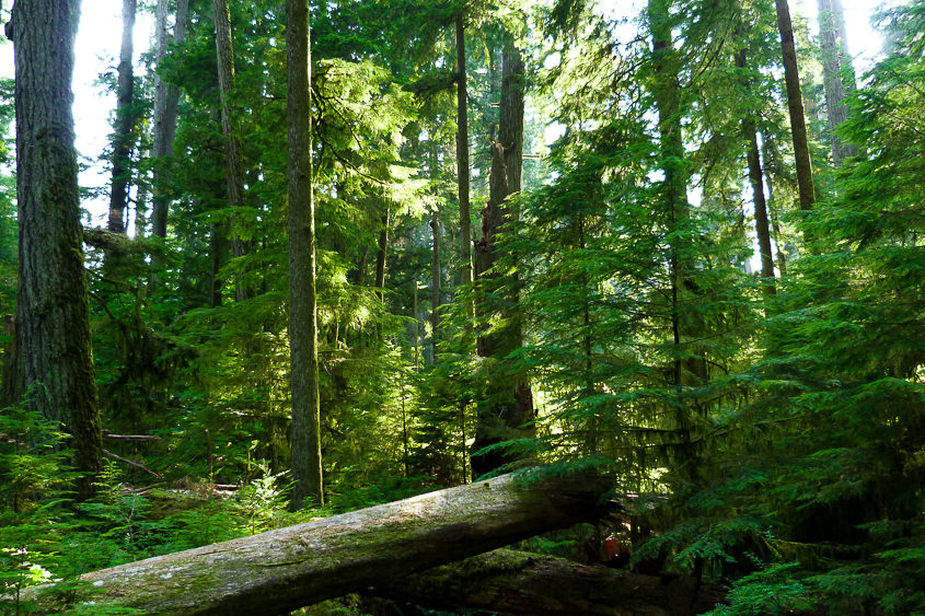 Ucluelet wild pacific rim reserve