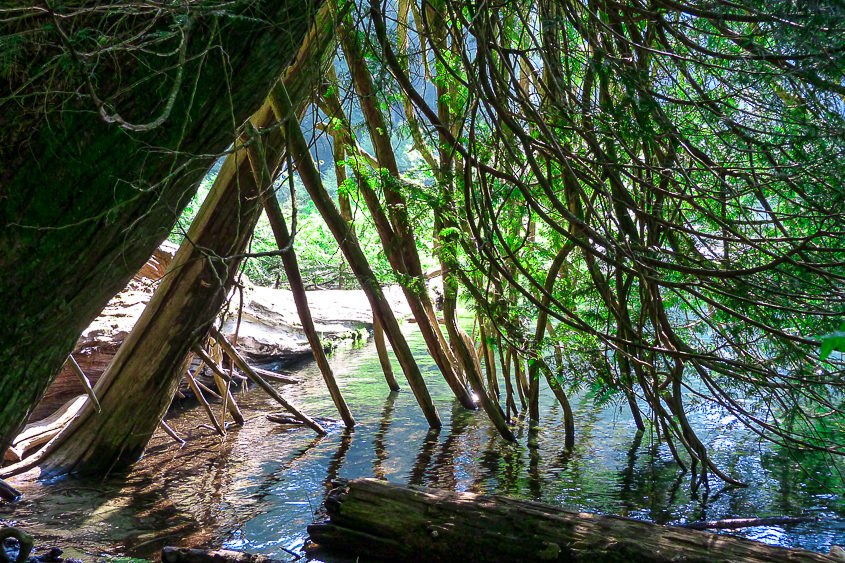 Ucluelet wild pacific rim reserve riviere