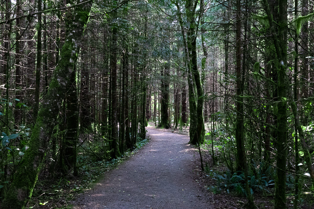 Ucluelet wild pacific rim reserve trail