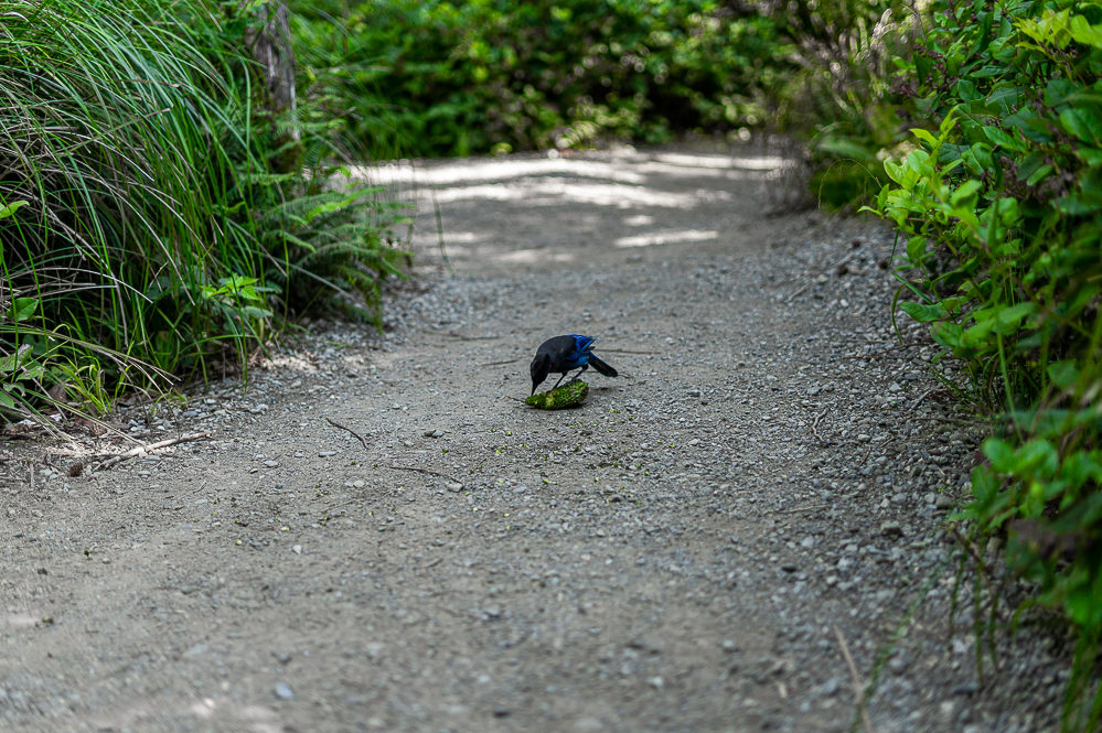 Ucluelet wild pacific trail geai steller