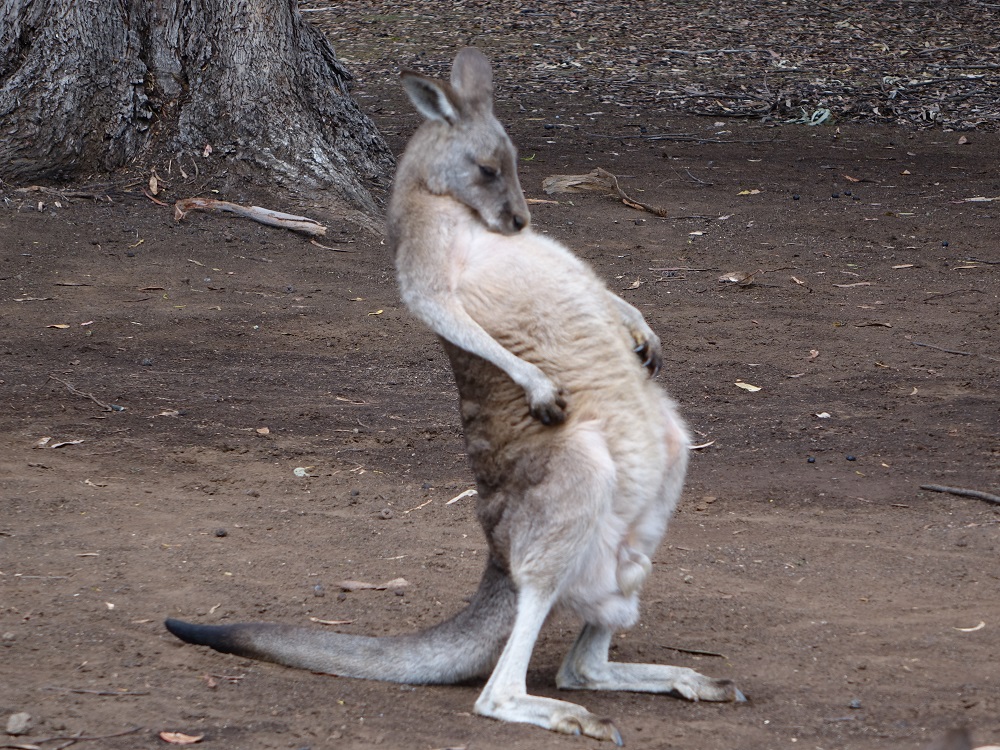 kangourou australie