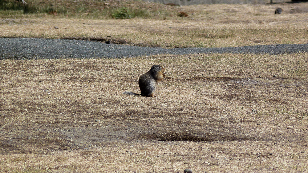 Colombie britannique hoary marmot