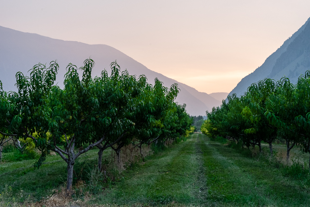 colombie britannique vignes keremeos