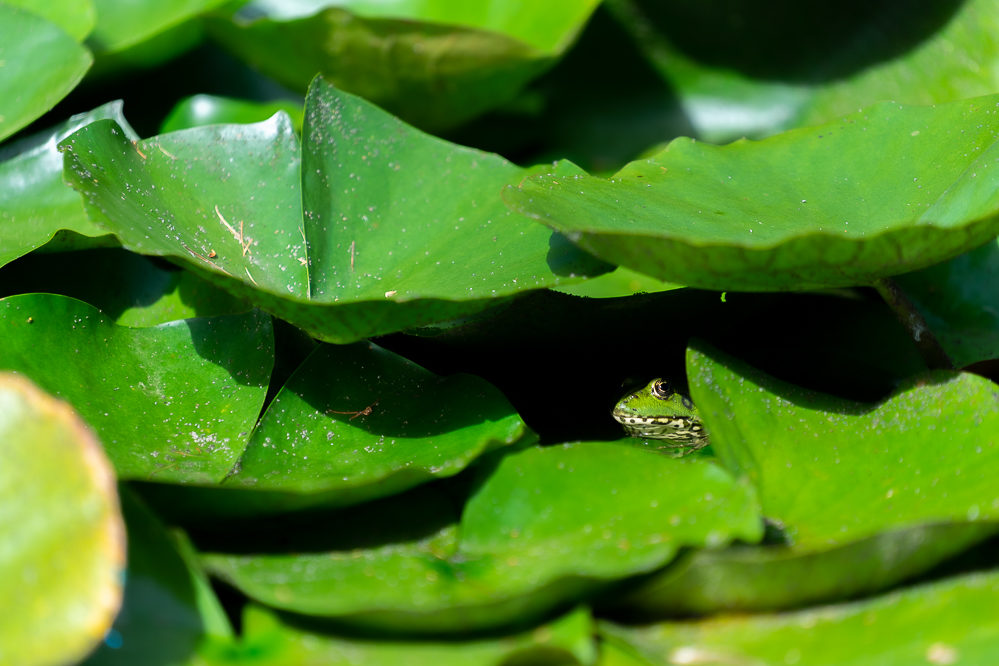 Pre curieux grenouille