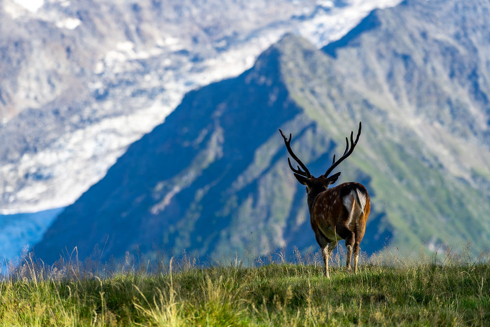 mont blanc parc merlet cerf