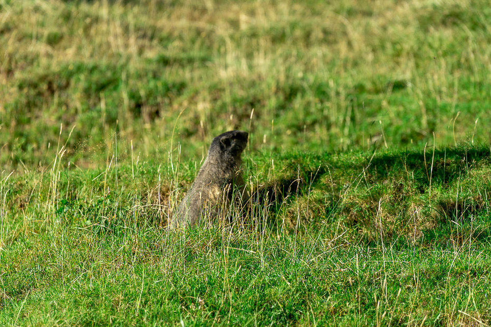 mont blanc parc merlet marmotte