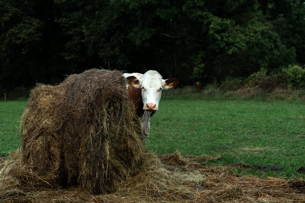 carnac vache champs