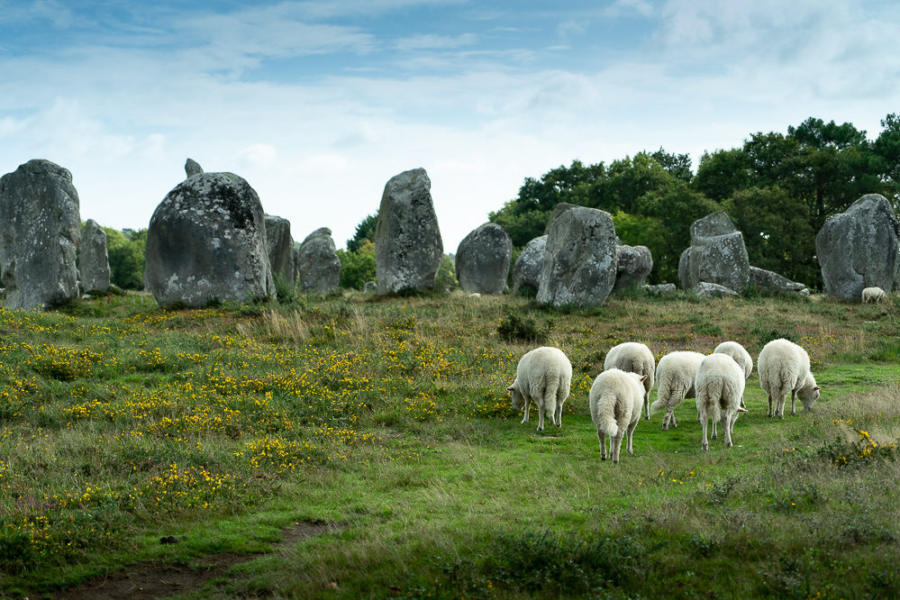 moutons menhirs