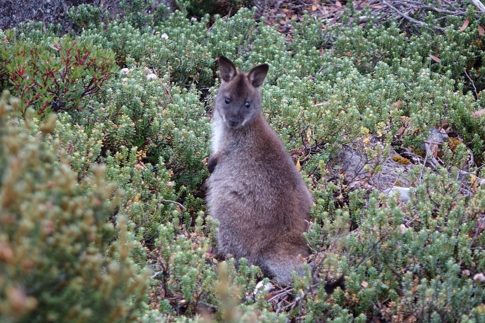 road trip cradle mountain pademelon