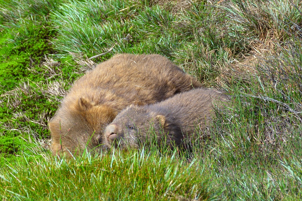 road trip cradle mountain wombat