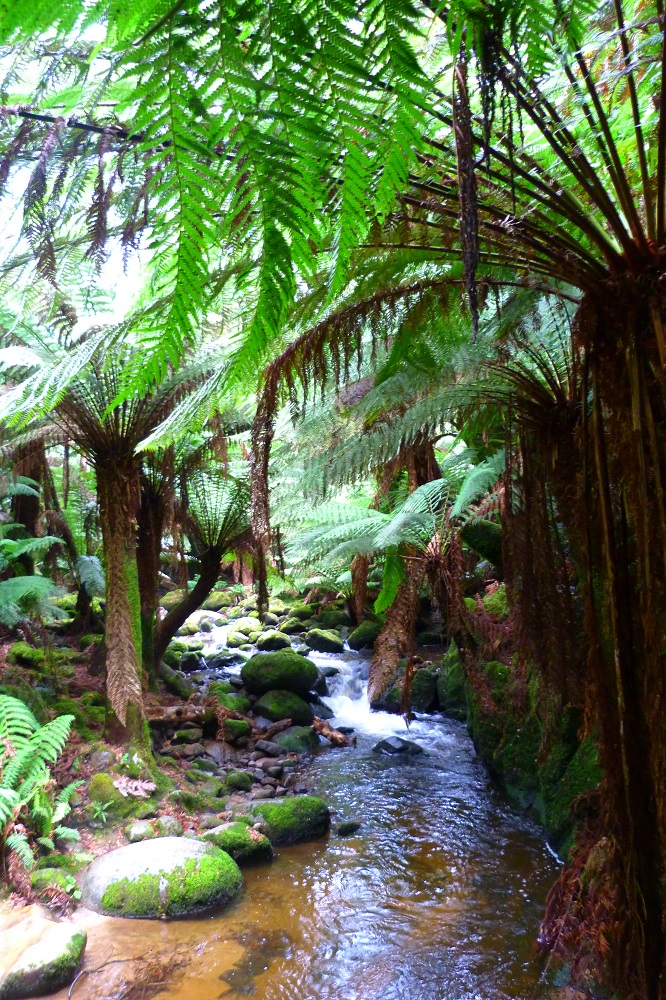 road trip tasmanie st columba forest